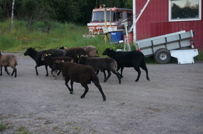 Karanneiden lampaiden kotiinpaluu